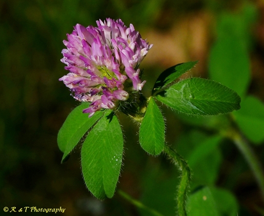 {Trifolium pratense}